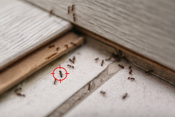 Best Pest Prevention Services  in Lyons, KS
