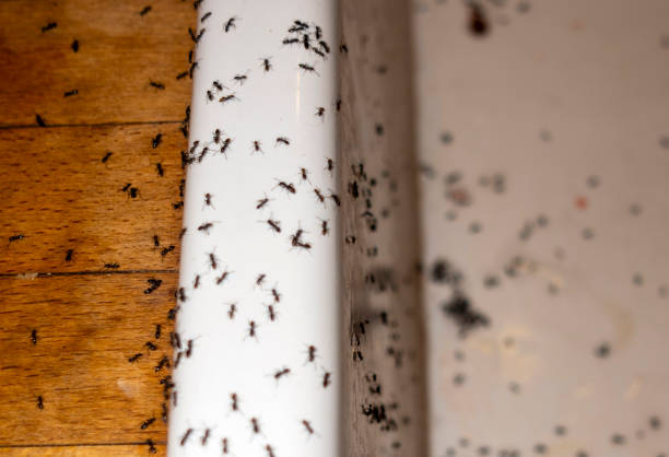 Reliable Lyons, KS Pest Control Solutions