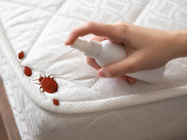 Best Ant Control Services  in Lyons, KS