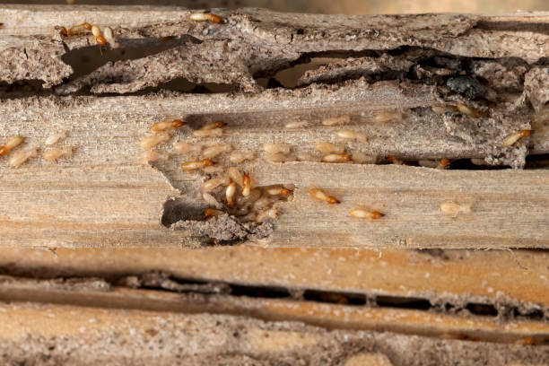 Best Wildlife Control Services  in Lyons, KS
